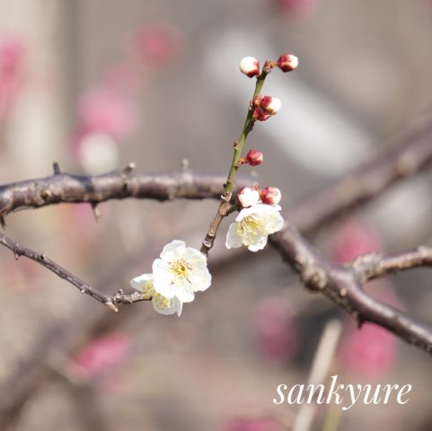 梅の開花シーズン！